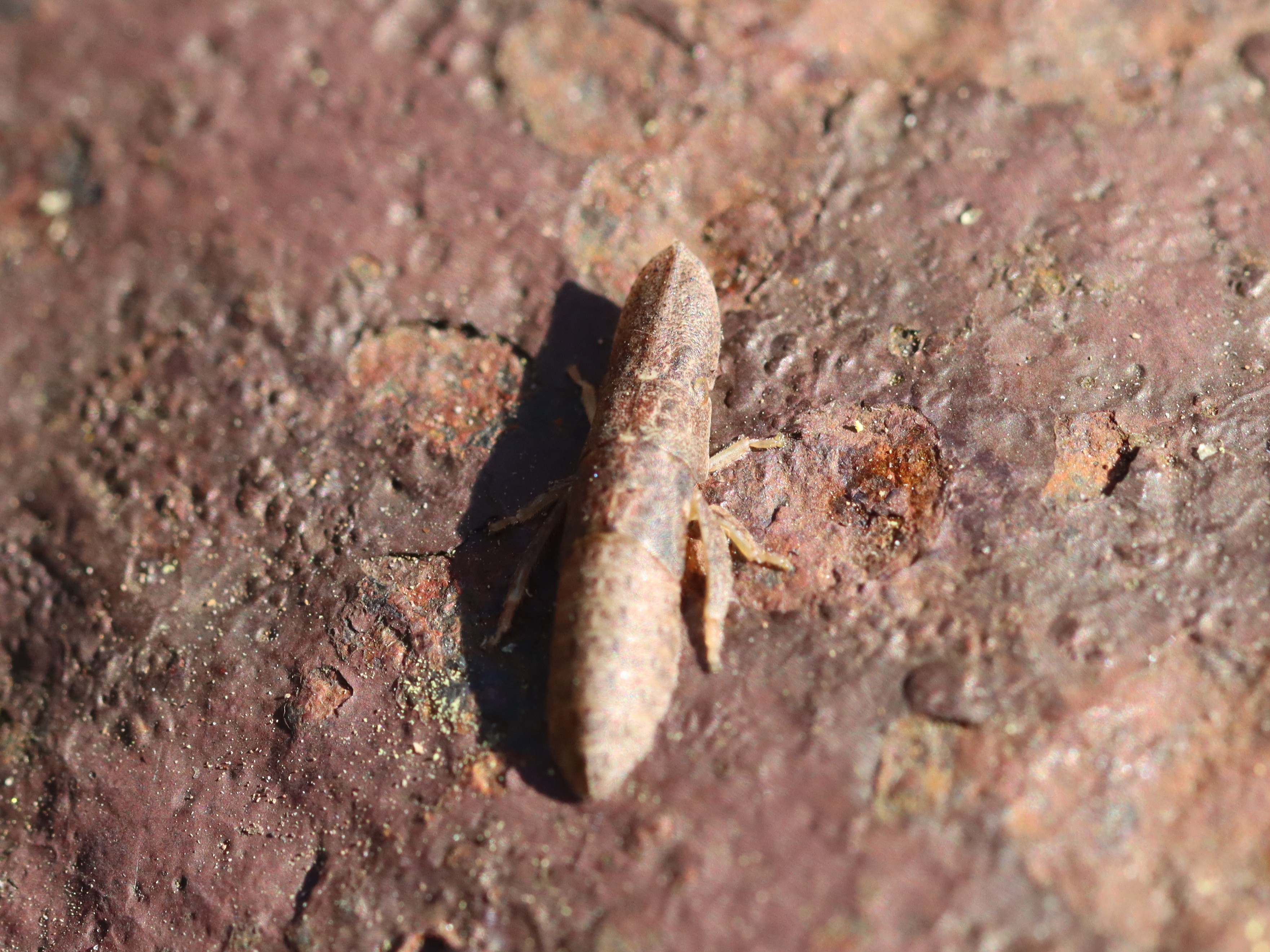 手摺のコミミズク